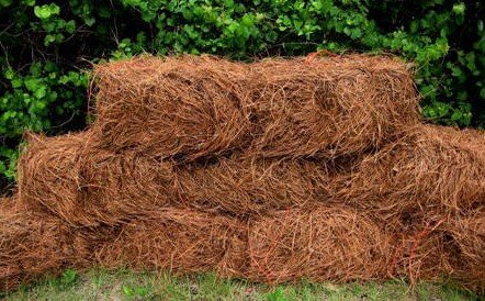 Pine straw bales