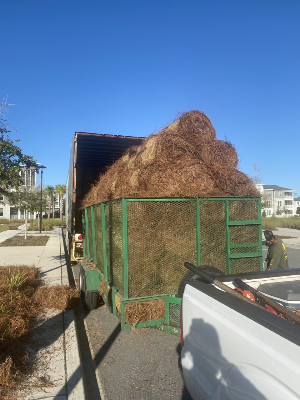 Pine straw